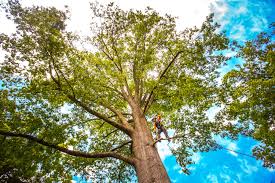 How Our Tree Care Process Works  in  Mayville, MI