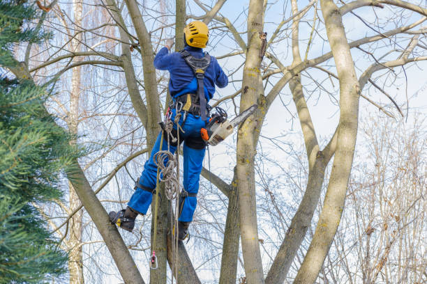 Best Root Management and Removal  in Mayville, MI