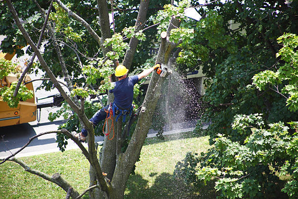 Reliable Mayville, MI Tree Removal Services Solutions